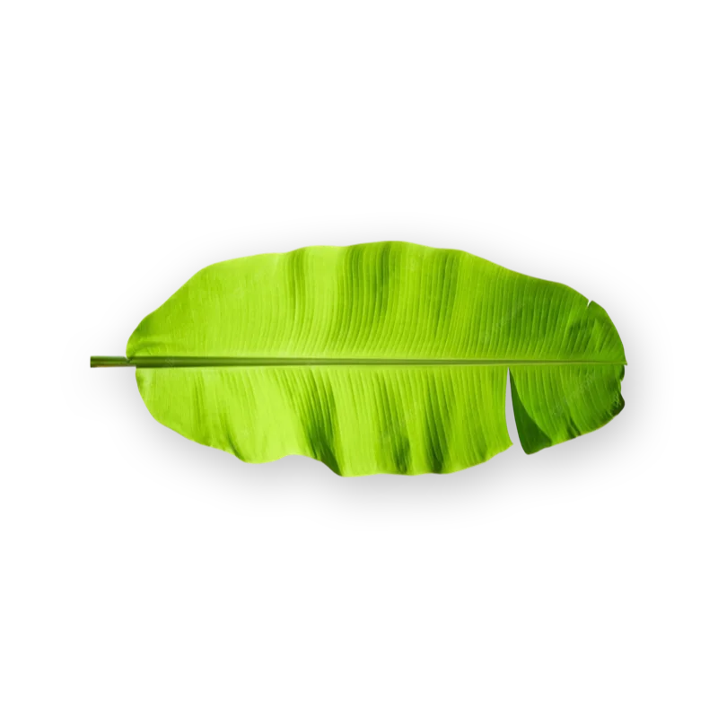 Fresh Fresh Banana Leaf 